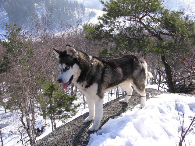3 husky